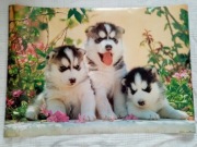 zestaw 2x Duży Plakat Puppy love + Husky pies 