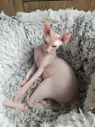 Kocurek Sfinks donski 