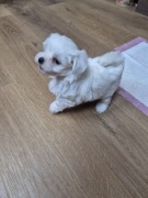 Maltańczyk suczka miniaturka xxs .Rodowód. 