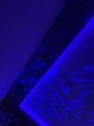 Heteroscodra maculata 6dc