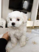 Maltańczyki szukają domku 