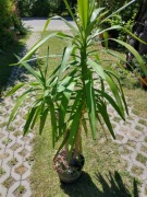 Juka kwiat domowy doniczkowy 