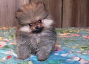 Szpic miniaturowy pomeranian + Wyprawka + PASZPORT