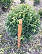 Bukszpan Zimozielony Kula 25-30cm Gęsty Krzew Bukszpan do Formowania