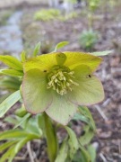 Ciemiernik Helleborus torquatus 