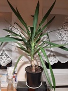 Juka jukka yucca 85 cm