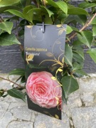 Kamelia japońska Bonomiana