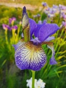 Irys syberyjski 'Penny Whistle' Iris sibirica
