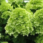 Hortensja bukietowa Limelight - sadzonka 3L- piękna i dobrze ukorzeniona