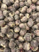 Buraczki czerwone odmiana Monty