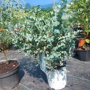 Eukaliptus niebieski  I różowy 