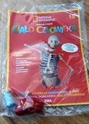 Kolekcja Ciało człowieka nr 15 Szkielet Kostek