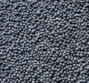 Nasiona rzepaku z własnego gospodarstwa 24kg