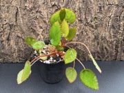 Begonia vankerckhovenii – Terrarium Paludarium