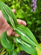 Trójsklepka / Tricyrtis macrantha Yukishiro Sanko Fu