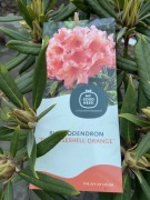 Rododendron Tortoiseshell Orange 60-70cm