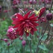Orlik Ruby Port /Aquilegia vulgaris 20n    