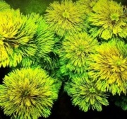 Limnophila Sessiliflora -  własna hodowla