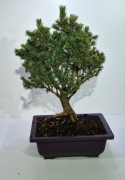 Bonsai Picea Abies, odmiana karłowa.Unikat!!! 