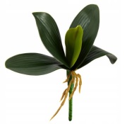 Liść do storczyka 23 cm 