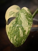 Monstera Legacy Thai constellation variegata 