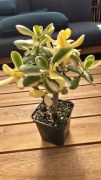Grubosz Crassula Return of Beauty EDGE odmiana Koreańska 