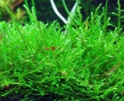 Mech jawajski (Java Moss) - krzak 10x5cm