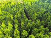 Tuja Szmaragd – 60-85 cm | Gęsty żywopłot od 13 zł!