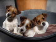 Jack Russell Terrier wzorcowe SZCZENIĘTA od # Smartie Jacks # NIZIUTKIE