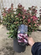 Kiścień ,Curly Red’ poskręcane liście