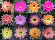 Echinopsis hybrydy nasiona / kaktus / sukulent / Trichocereus / Lobivia