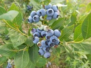 Owoce borówki amerykańskiej