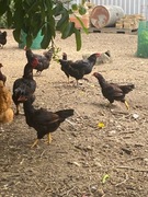 Kury bojowce indyjskie likwidacja hodowli 