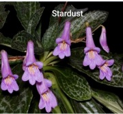 Primulina (chirita) Stardust, rodzina fiołek afrykański 