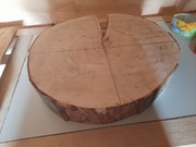 Plaster drewna,  Buk , Duży 50cm