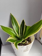 Sansevieria hahnii jade  dwarf marginated