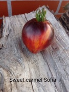 Pomidor Sweet Carmel Sofia kolekcjonerski