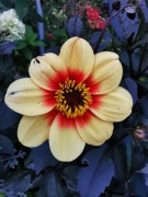 Dalia Sunshine-ciemny liść