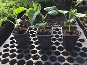 Rozsady ogórków Partner  – sezon 2026