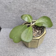 Hoya kerrii hoja kerri 