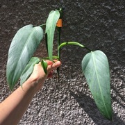 Philodendron filodendron Emerald Queen sadzonka cięta nr 2