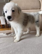 Border collie szczenięta 