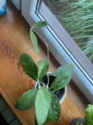 Hoya filansonii wild shape