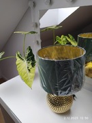 Lampka nocna stołowa butelkowa zieleń zielona zielono-złota złoty