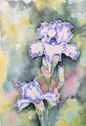 Akwarela 24x32 - "Irysy boginie tęczy II"