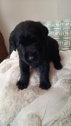 Labrador Retriever, 6 tyg.,czarne,ZKwP/FCI