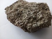 Skamielina z Warmii