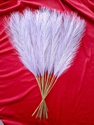 Trawa pampasowa lawendowa wysokość 55cm 18 szt