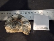 Amonit Lytoceras fimbriatum – Dolna Jura (Lower Lias), Gloucestershire, UK