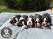 Beagle tricolor szczenię